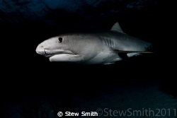 A Tiger appears from the dusky blue water to check me out by Stew Smith 